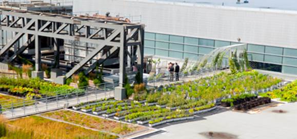 veg roof