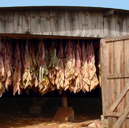 HangingTobacco
