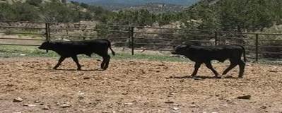 calves